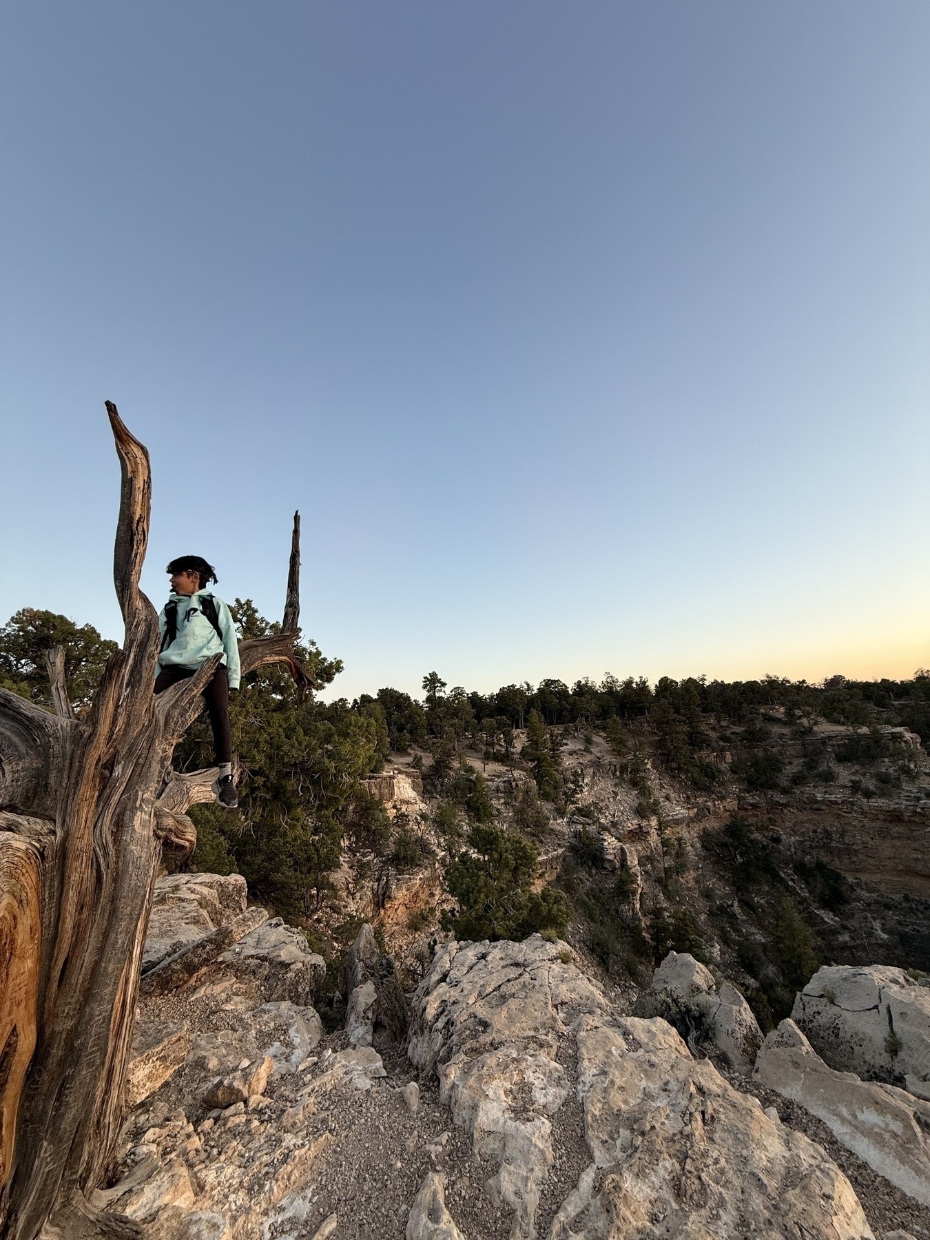 A person wearing a hat sits on a rocky ledge next to a twisted tree, overlooking a vast canyon landscape at sunset.